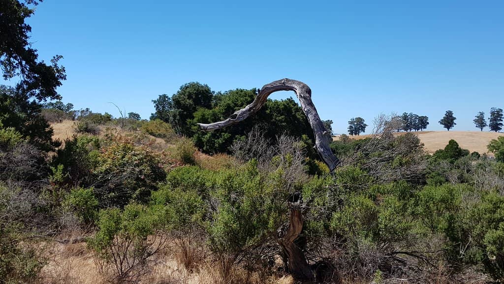 Scenic Loop Trails