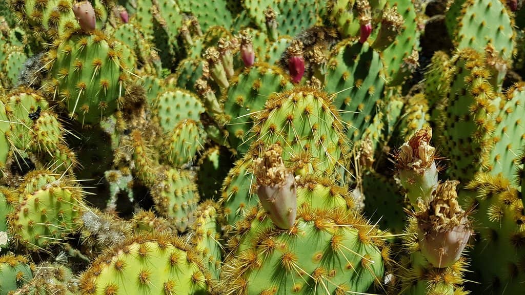 Diverse Cactus Collection