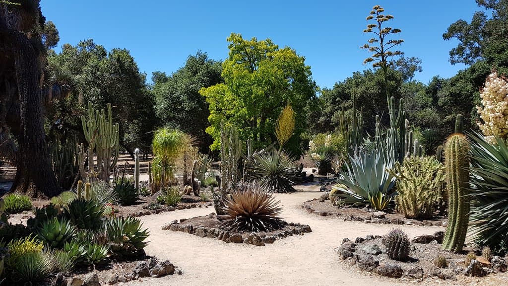 Arizona Garden