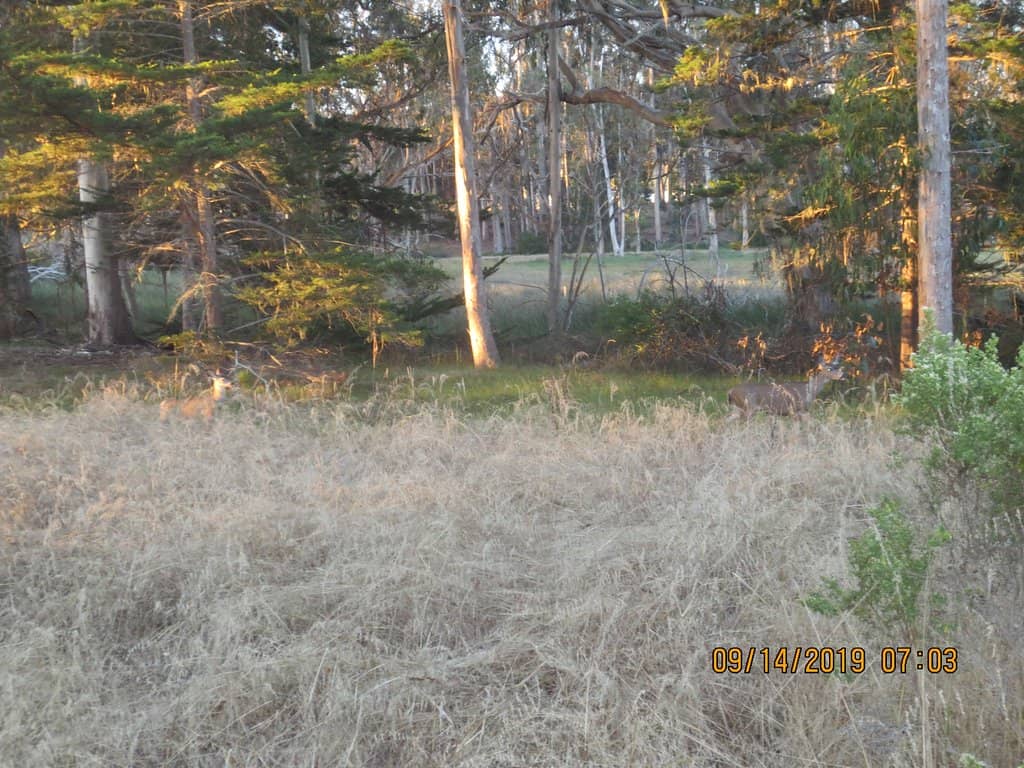 Abundant Wildlife