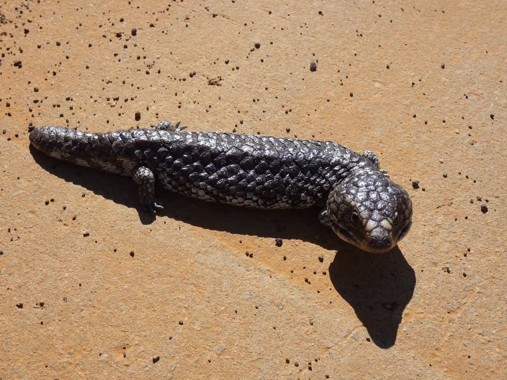 Wildflower Season Spectacle