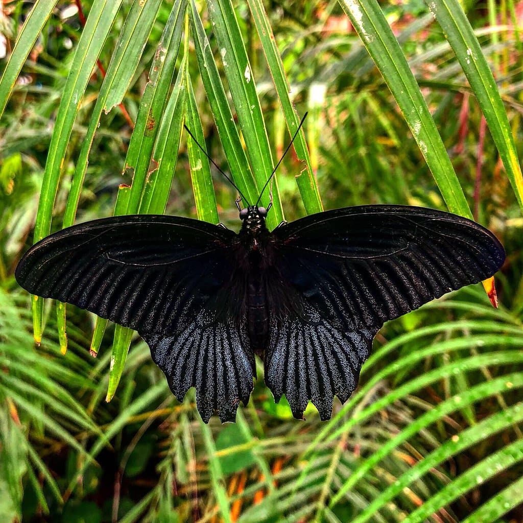 Butterfly House Diana