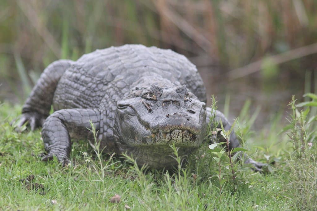 Yacaré. Maravilloso animal. Está Muy cerca.