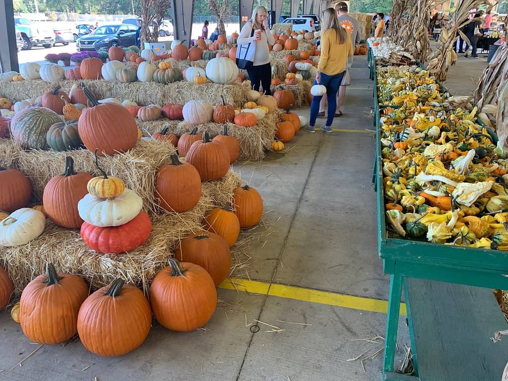 Vibrant Flowers & Plants