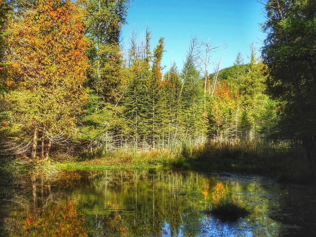 Tunnel of Trees Harbor Springs to Cross Village