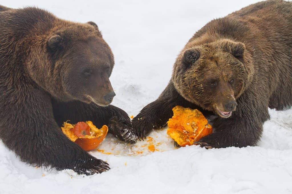 Powerful Bears