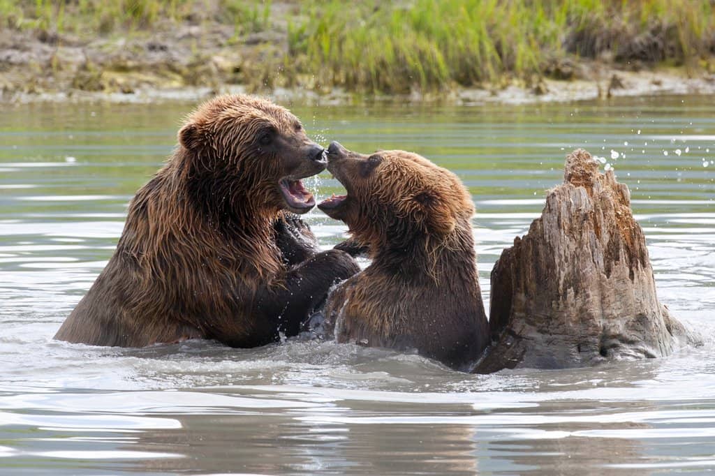 Regal Musk Ox