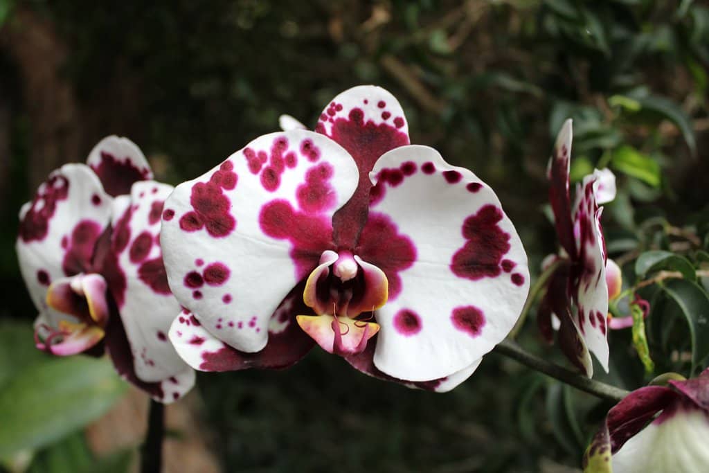 Close Animal Encounters