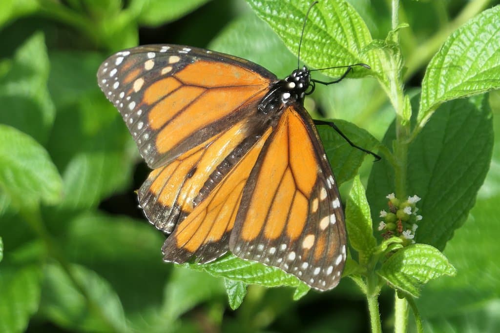 Flutterby