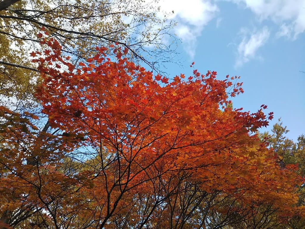 Asahiyama Memorial Park Sapporo