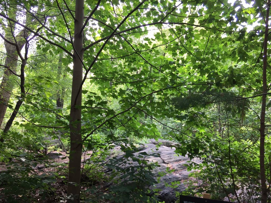 Repurposed Branch Benches