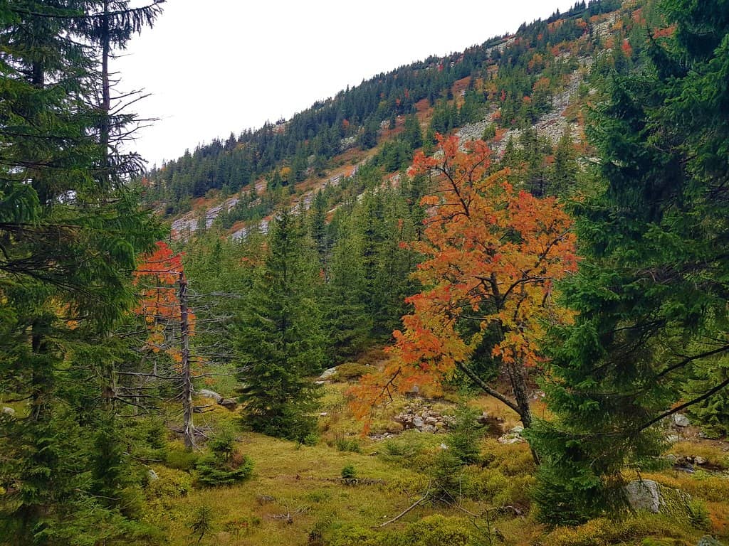 The 'Mumbling' Sound