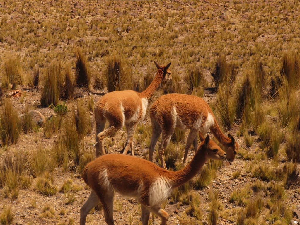 Vast Andean Landscapes