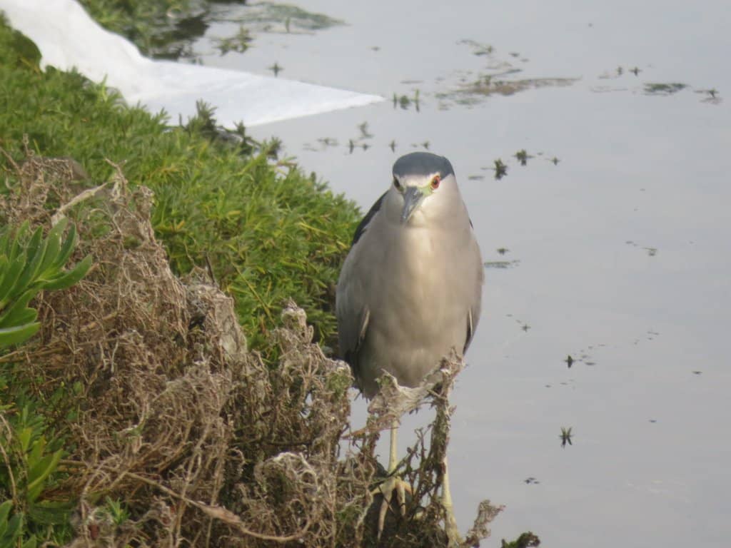 Arrowhead Marsh Bird Sanctuary