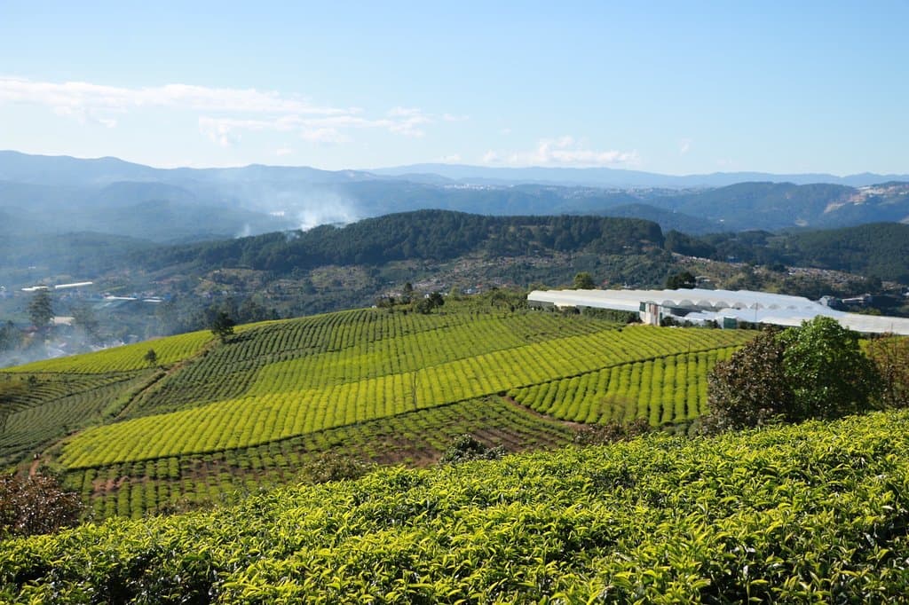 Cau Dat Tea Hill
