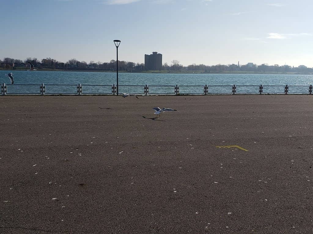 Detroit Skyline Views