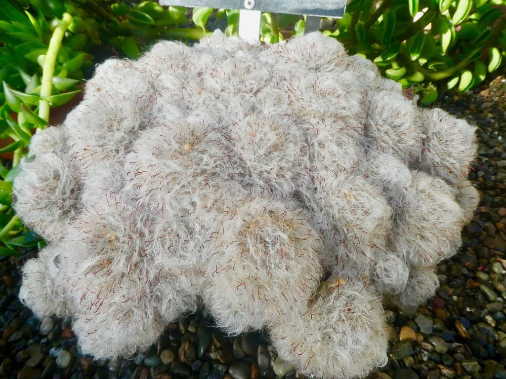 Tropical Plant Collection