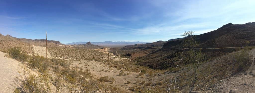 Wild Burros of Oatman