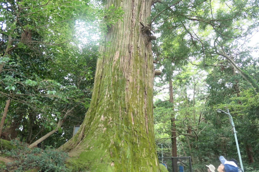 Octopus Statue & Amulets
