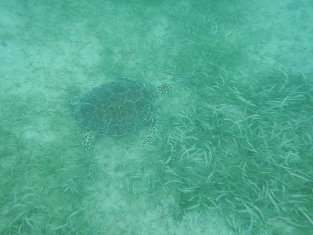 Crystal Clear Turquoise Waters