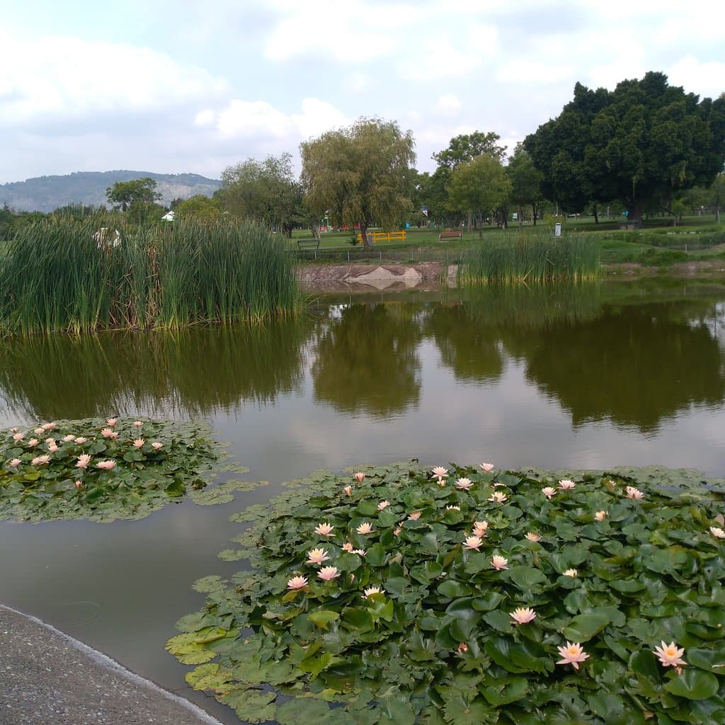Humedal, hay peces y aves