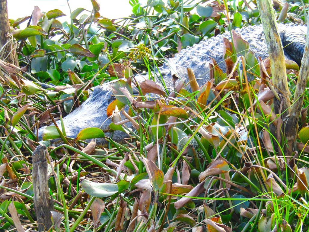 Alligator Alley