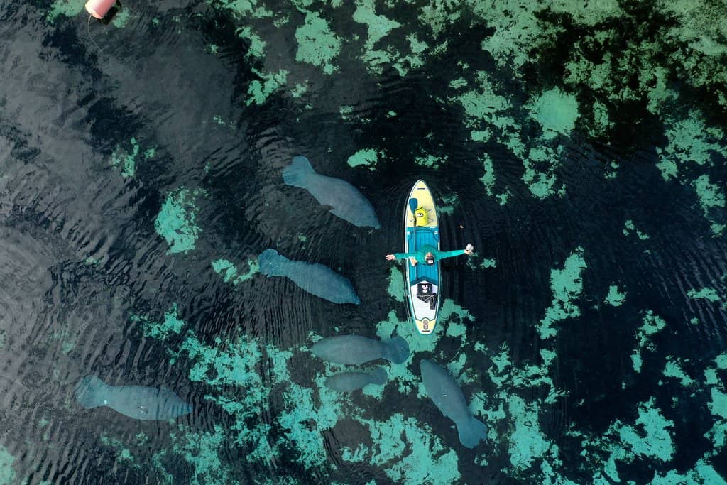 Abundant Aquatic Life