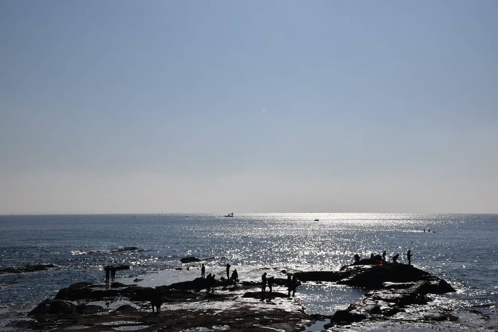 Cherry Blossom Tunnel