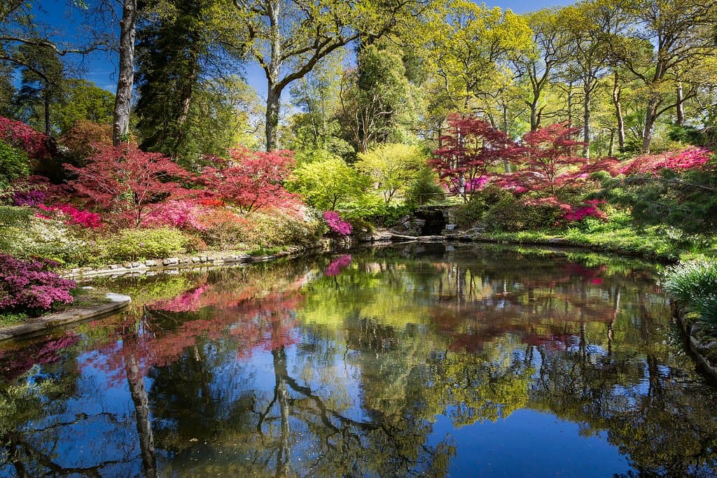 The Azalea Bowl in spring