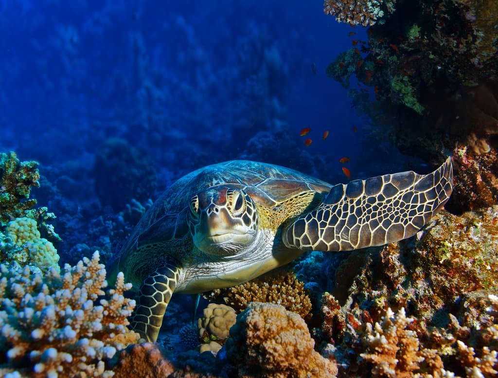 Le tartarughe verdi "Ari" e "Cuba"