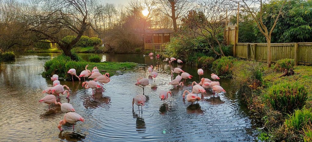 Birdland Park & Gardens