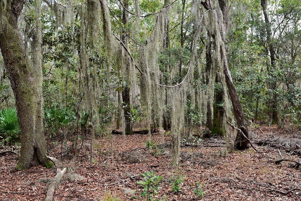 Spanish Moss
