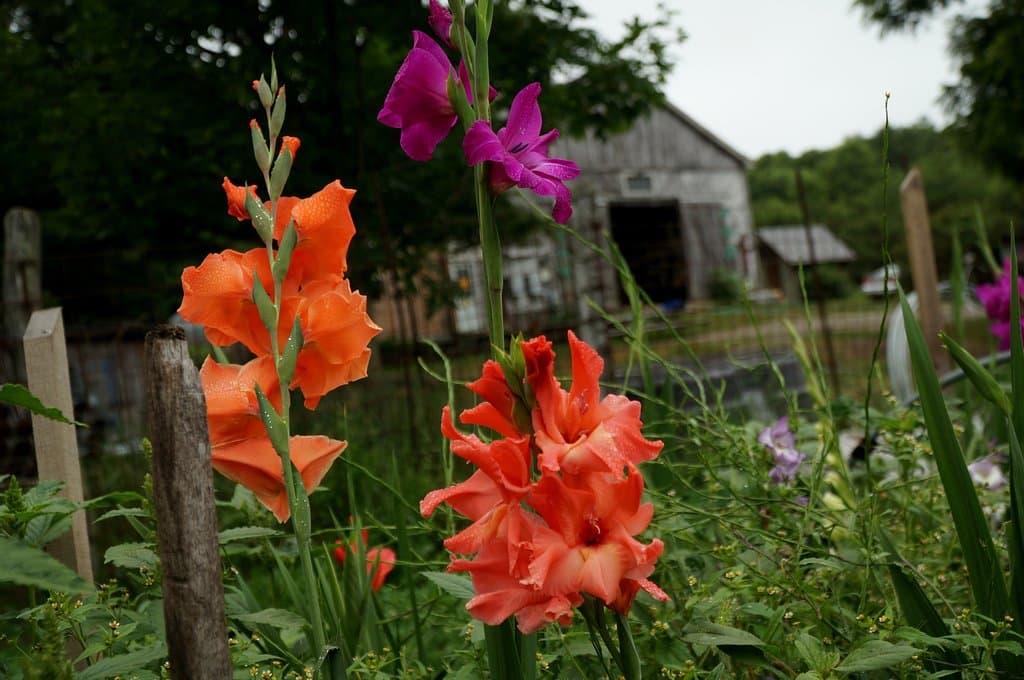 glads near the barn