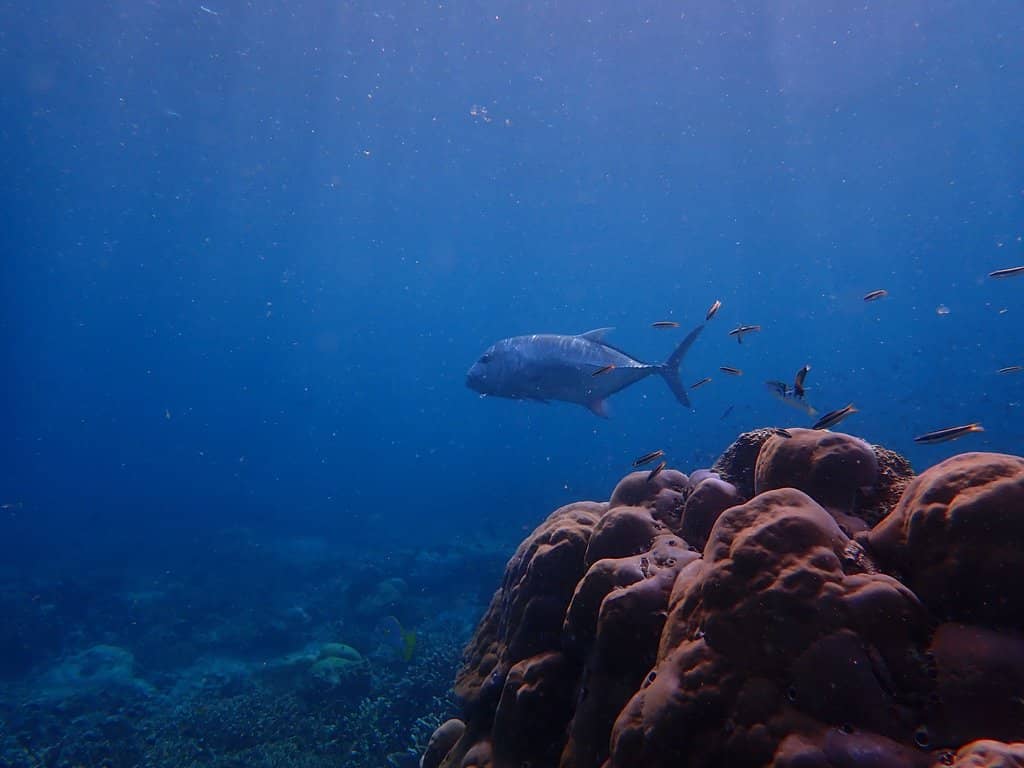 Vibrant Coral Gardens