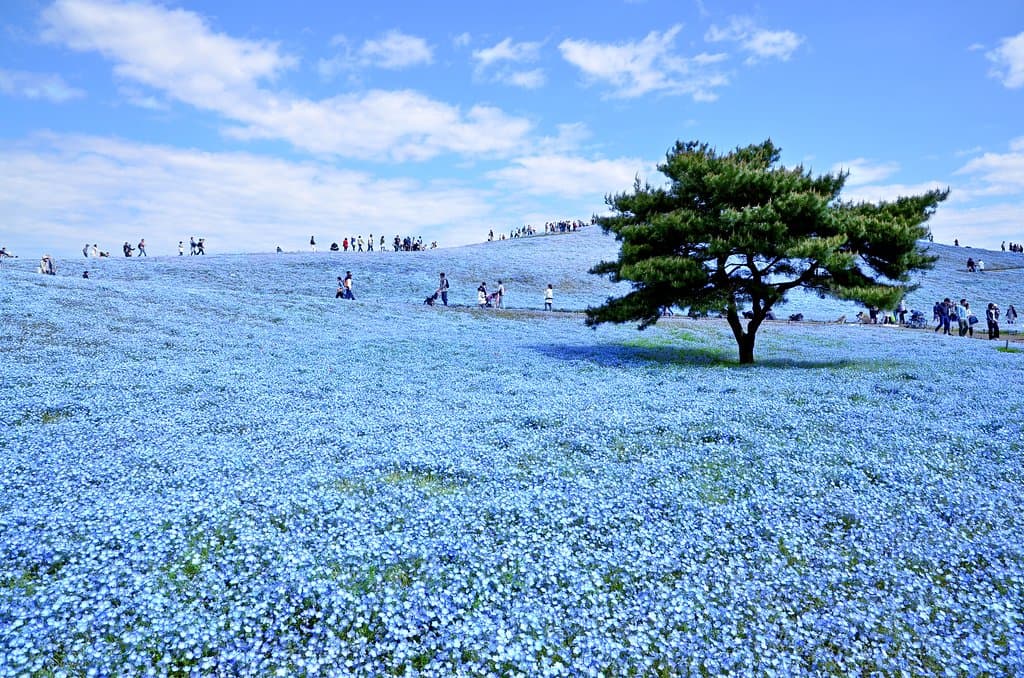 ネモフィラと空と海とが織り成す青のハーモニー。
みはらしの丘一面が青く染まり、空と海の青と溶け合う唯一無二の風景を創出します。
Nemophila, an annual herb, is native to north America and called Rurikarakusa in Japanese. Nemophila is 20 cm tall and each flower is 2 to 3 cm in diameter. Usually the small flowers are planted for a supporting role in a garden. However, in this park the blue flowers cover the entire hill, creating a special view with the sky and the ocean.