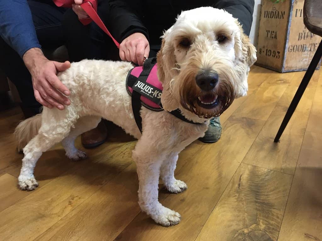 Alice in Wonderland Connection