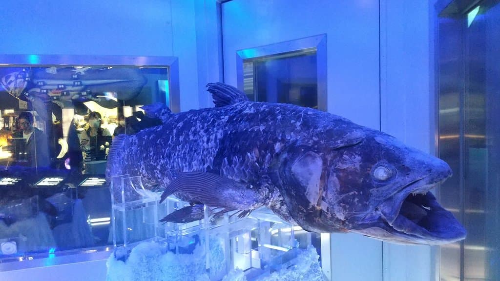 Numazu Port and Deep Sea Aquarium