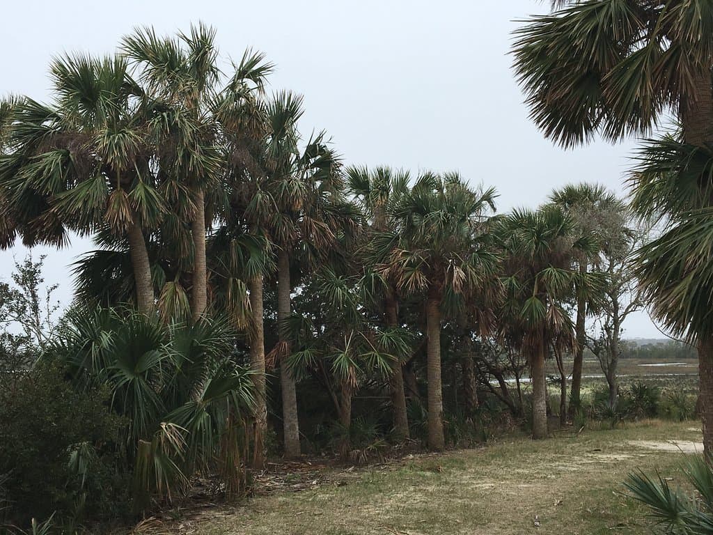 Another section of the trail