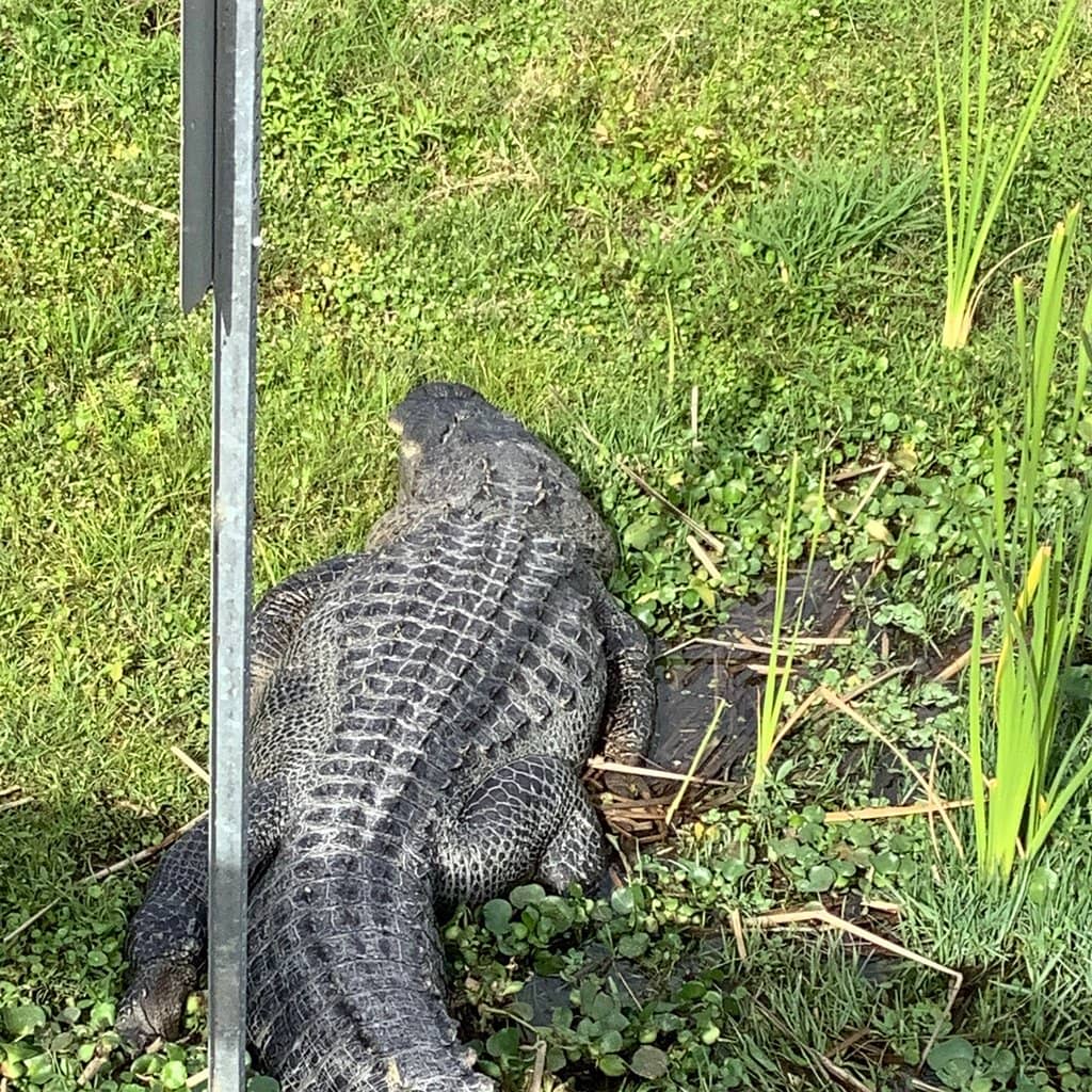 Gopher Tortoise Trail