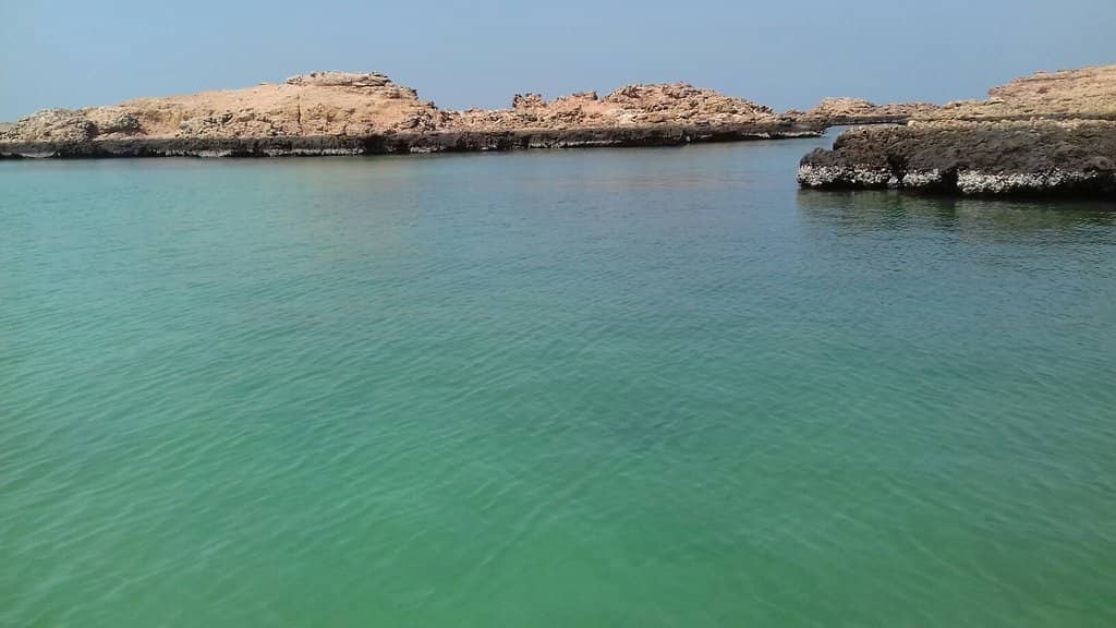 Whale and Dolphin Watching