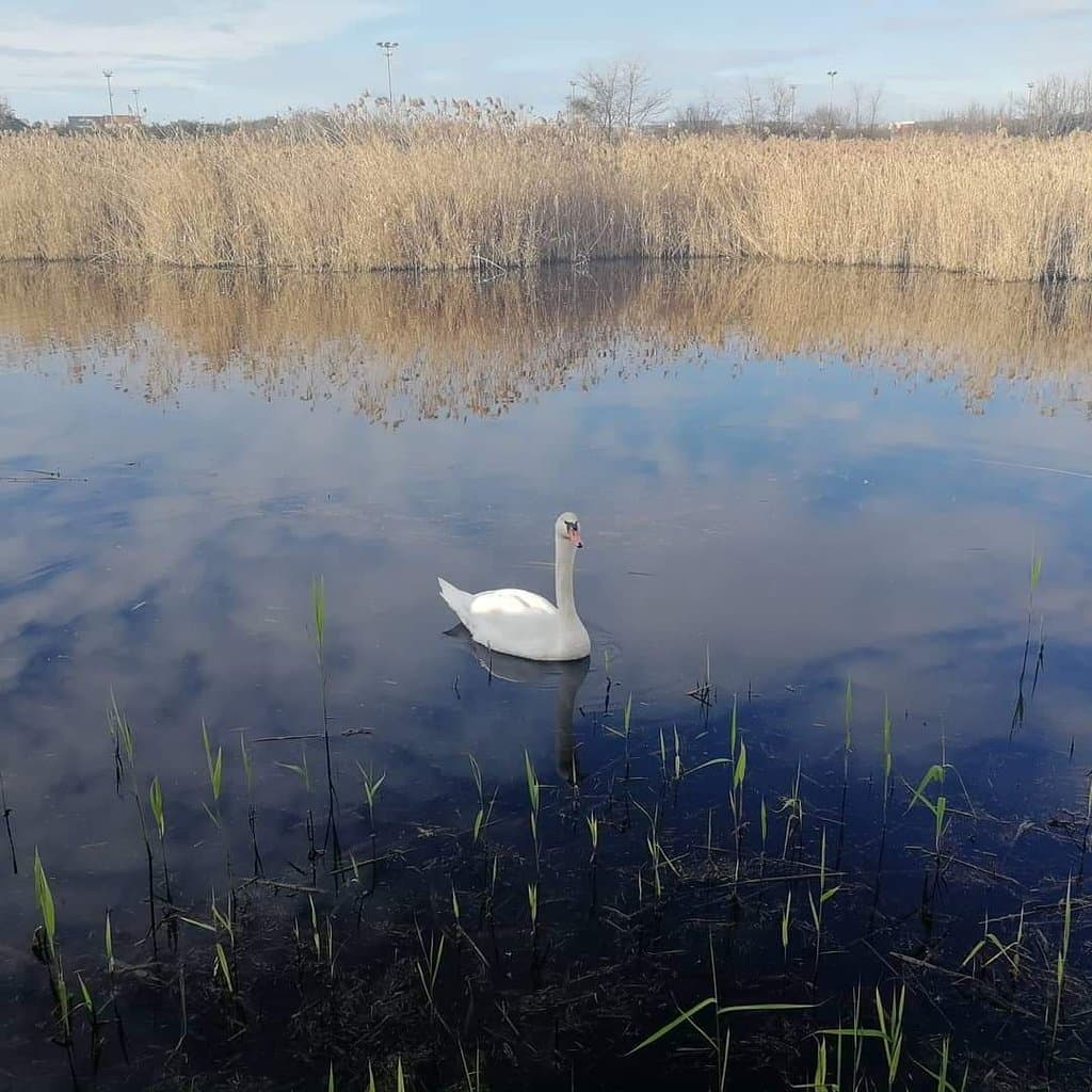 Škocjanski Zatok Nature Reserve