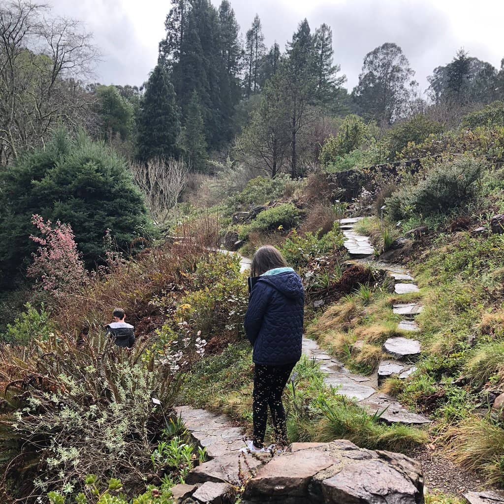 California Native Plant Collection