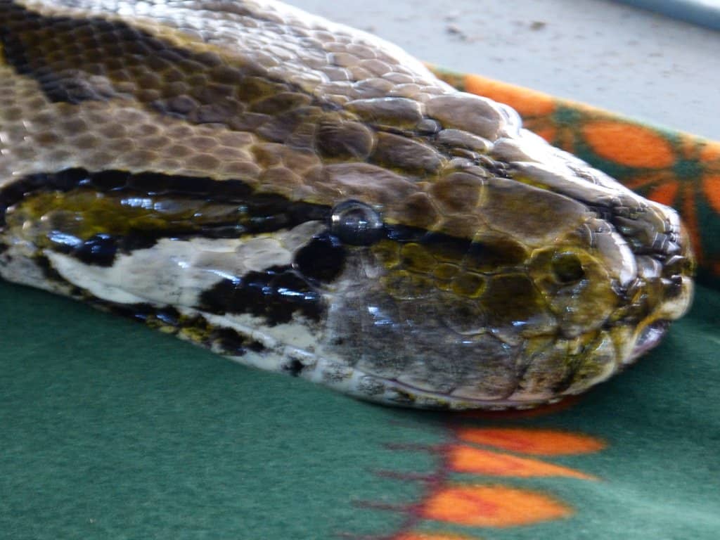 Photo Opportunities with Pythons