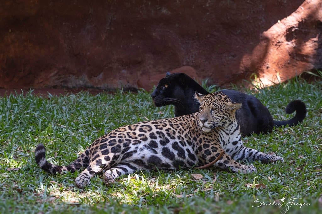 Nacidos en el Refugio