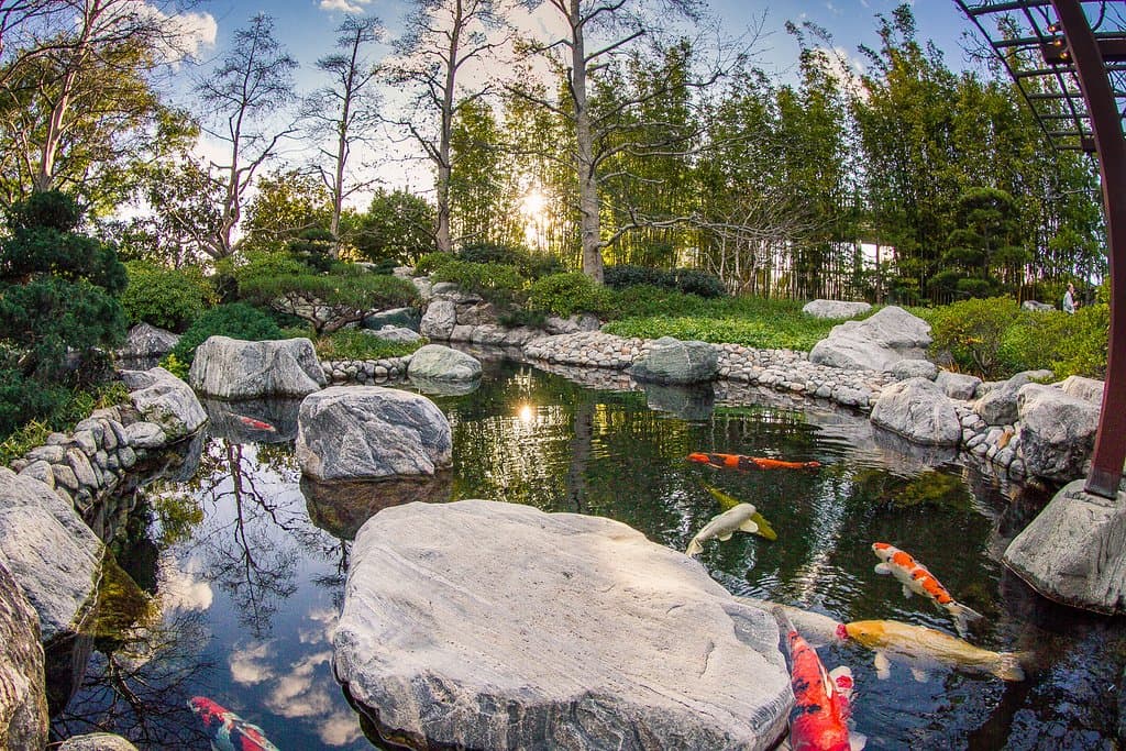 Upper garden koi pond.
---
Image by Scott Hallock
