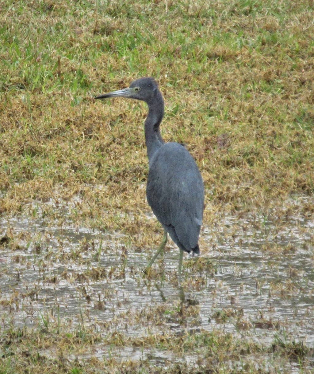 Abundant Wildlife