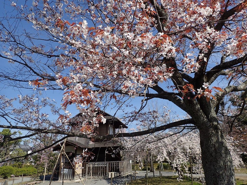 山桜が見頃です。2020/3/26撮影