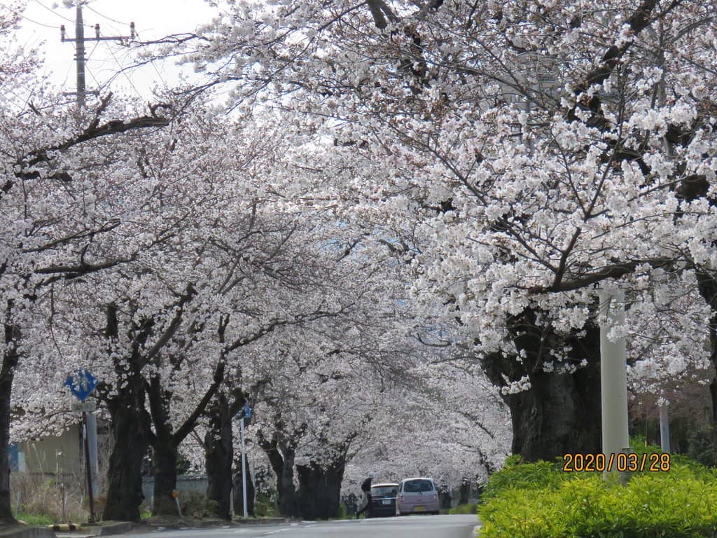 Charming Souvenir Shops