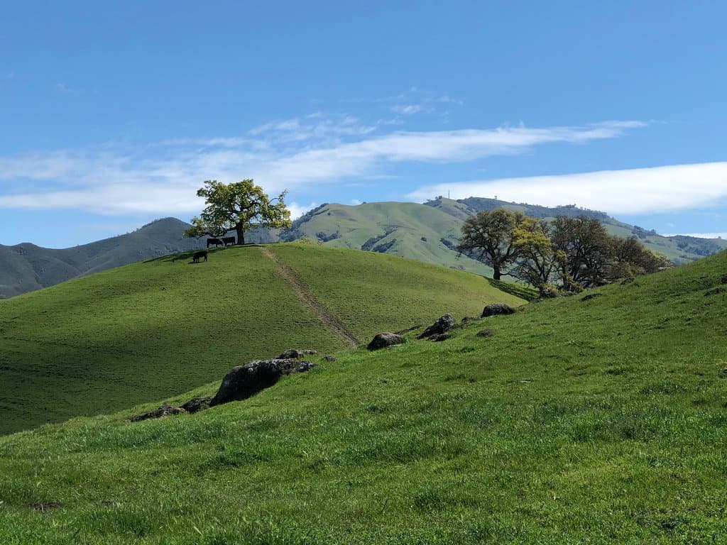 Enjoy it while the green lasts!