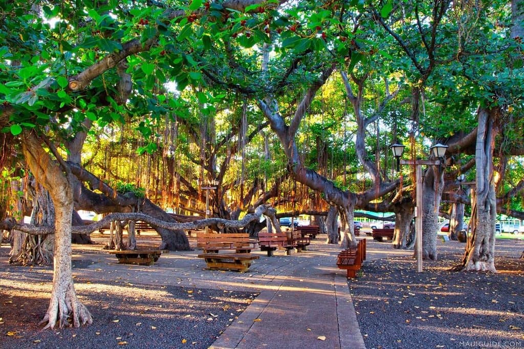 Lahaina Banyan Tree Park